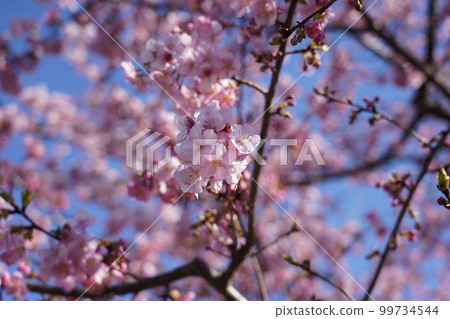 Kawazu Zakura Kawazu Zakura 99734544