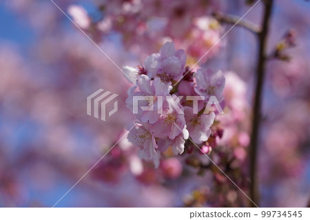 Kawazu Zakura Kawazu Zakura 99734545