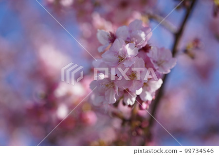 Kawazu Zakura Kawazu Zakura 99734546