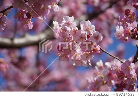 Kawazu Zakura Kawazu Zakura 99734552