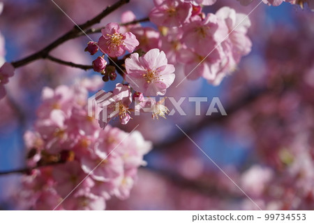 Kawazu Zakura Kawazu Zakura 99734553