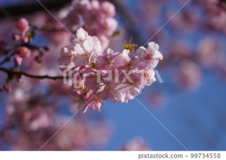 Kawazu Zakura 99734558