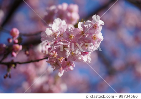 Kawazu Zakura Kawazu Zakura 99734560