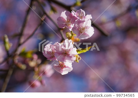 Kawazu Zakura 99734565