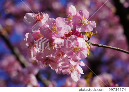 Kawazu Zakura 99734574