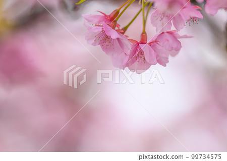 櫻花盛開 櫻花盛開 99734575