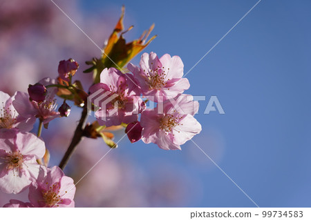 Kawazu Zakura Kawazu Zakura 99734583