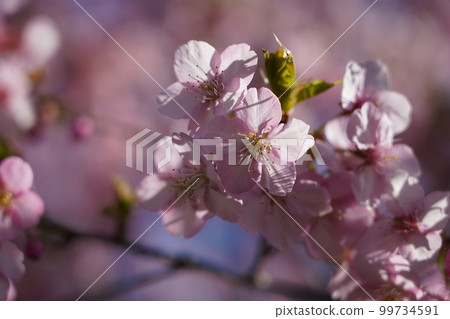 Kawazu Zakura Kawazu Zakura 99734591