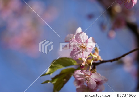 Kawazu Zakura 99734600