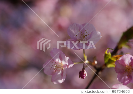 Kawazu Zakura Kawazu Zakura 99734603