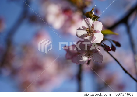 Kawazu Zakura Kawazu Zakura 99734605