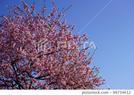 Kawazu Zakura Kawazu Zakura 99734612