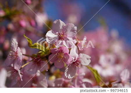 Kawazu Zakura Kawazu Zakura 99734615