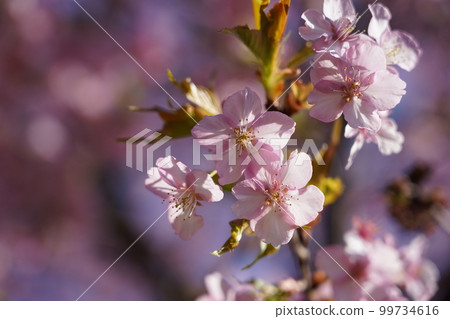 Kawazu Zakura Kawazu Zakura 99734616