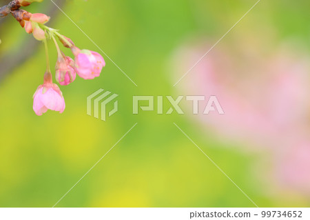 A small cherry tree A small cherry tree 99734652