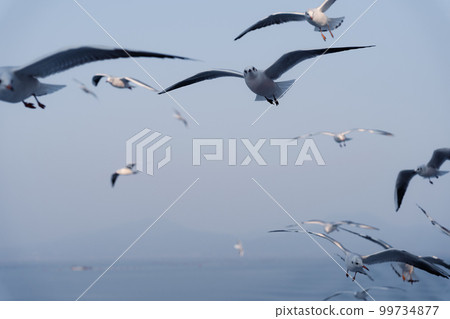 Flock of seagulls seen from the ferry 99734877