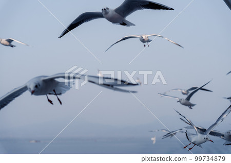Flock of seagulls seen from the ferry 99734879