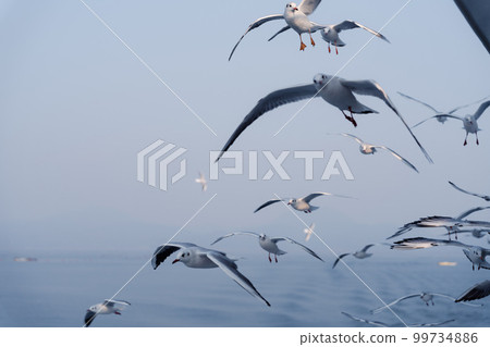 Flock of seagulls seen from the ferry 99734886