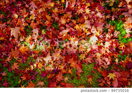 Fallen leaves at Yamamoto Fudoson Temple in autumn (Tanakura Town, Fukushima Prefecture) Fallen leaves at Yamamoto Fudoson Temple in autumn (Tanakura Town, Fukushima Prefecture) 99735016