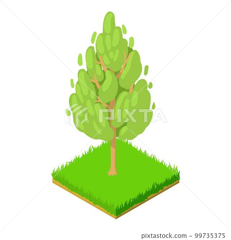Basswood tree icon. Isometric illustration of basswood tree vector icon for web 99735375