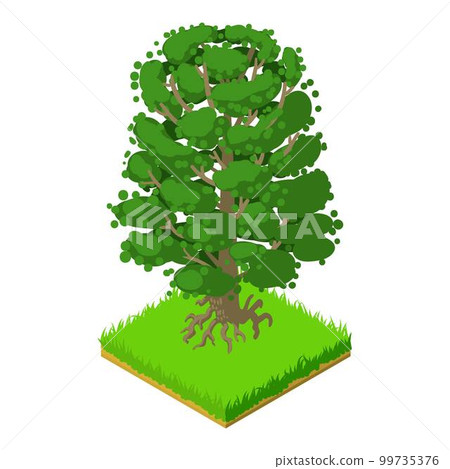 American beech icon. Isometric illustration of american beech vector icon for web 99735376