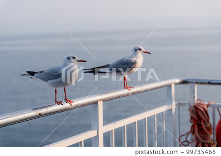 Two seagulls perched on a ferry railing 99735468