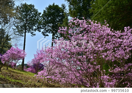 Ogose 盛開的三葉杜鵑花園 Ogose 盛開的三葉杜鵑花園 99735610