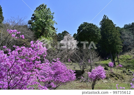 Ogose 盛開的三葉杜鵑花園 99735612