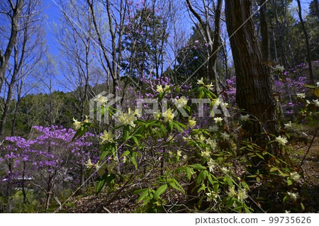 Hikage azalea blooming in the trefoil azalea garden in Ogose Hikage azalea blooming in the trefoil azalea garden in Ogose 99735626