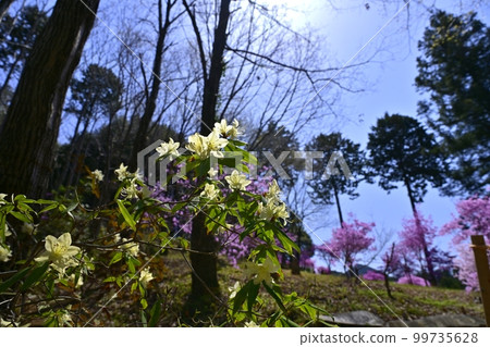 Hikage azalea blooming in the trefoil azalea garden in Ogose Hikage azalea blooming in the trefoil azalea garden in Ogose 99735628