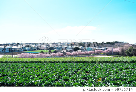 河津櫻花、蘿蔔田和藍天 河津櫻花、蘿蔔田和藍天 99735714