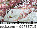 河津櫻花和池塘 99735715