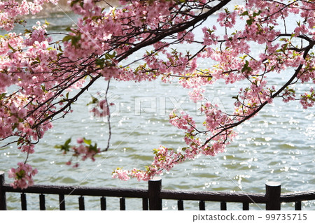河津櫻花和池塘 99735715