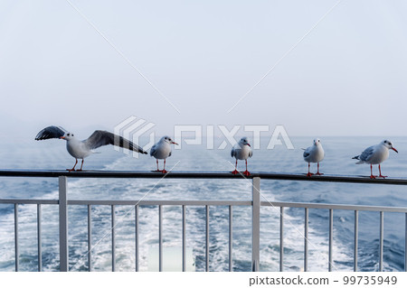 Many seagulls perched on ferry railing 99735949