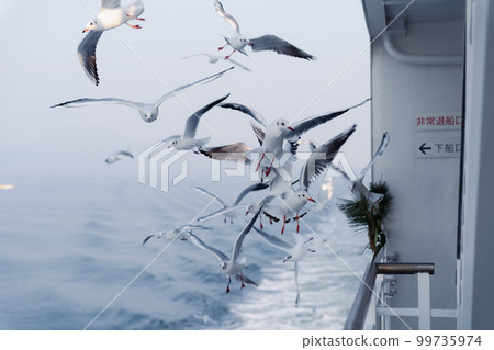 Flock of seagulls seen from the ferry 99735974