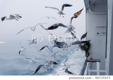 從渡輪看到的海鷗群 99735975