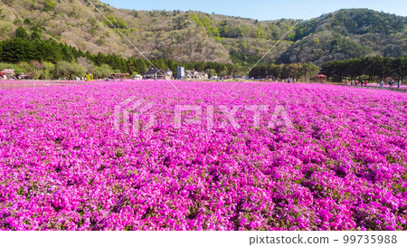 富士柴葉櫻花節 富士柴葉櫻花節 99735988