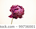 purple flower anemone aurora 99736001