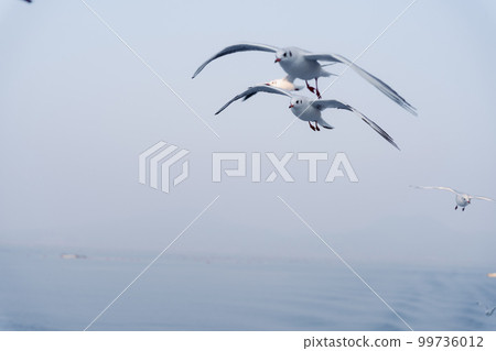 一群海鷗飛過海面 99736012