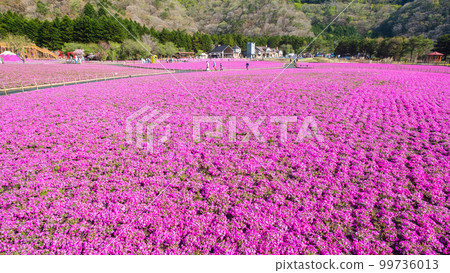 富士柴葉櫻花節 99736013