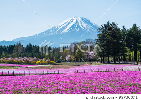 富士柴葉櫻花節 99736071