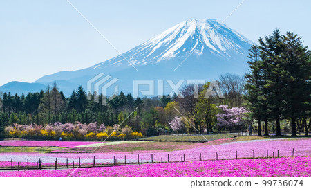 Fuji Shiba cherry-blossom Festival 99736074