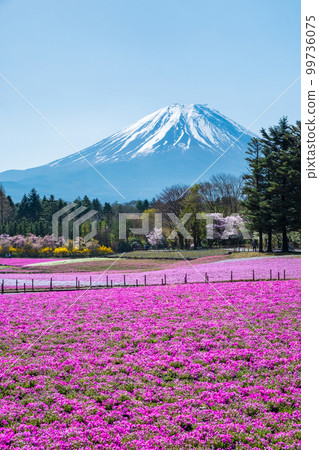 Fuji Shiba cherry-blossom Festival 99736075