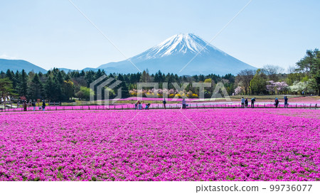 富士柴葉櫻花節 富士柴葉櫻花節 99736077