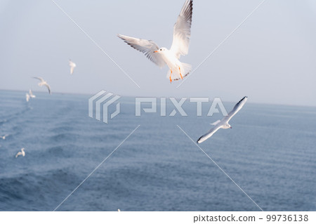 一群海鷗飛過海面 一群海鷗飛過海面 99736138