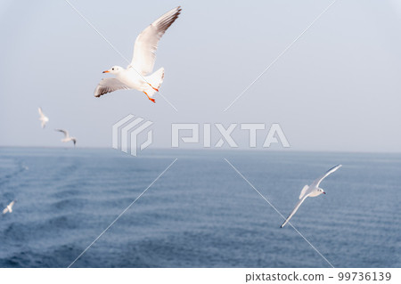 一群海鷗飛過海面 99736139