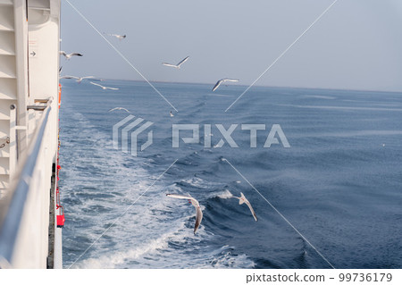 Flock of seagulls seen from the ferry 99736179