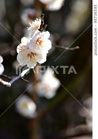 Plum Blossoms Plum Blossoms Early Spring Image Early Spring Image 99736595