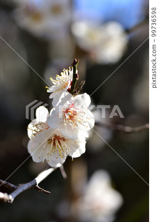 梅花 梅花早春意象 早春意象 梅花 梅花早春意象 早春意象 99736598