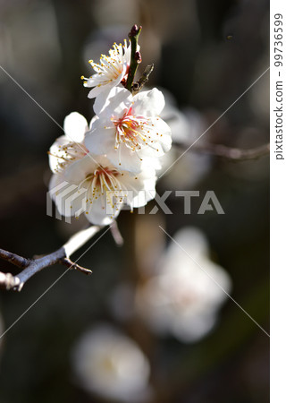 梅花 梅花早春意象 早春意象 梅花 梅花早春意象 早春意象 99736599